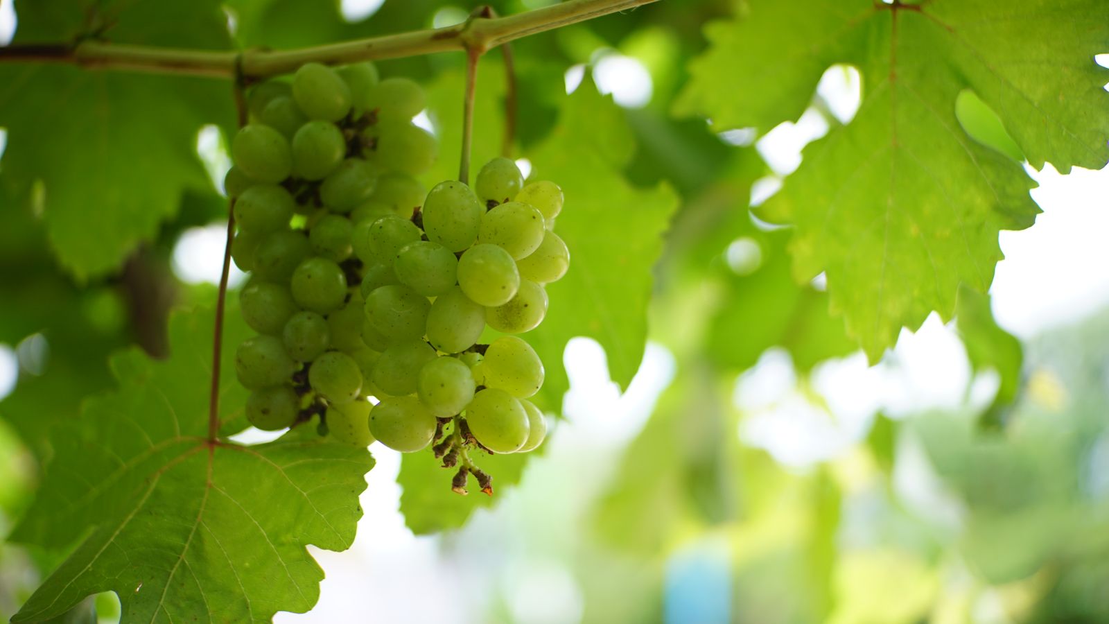 Edna Valley Cool-Climate Gems