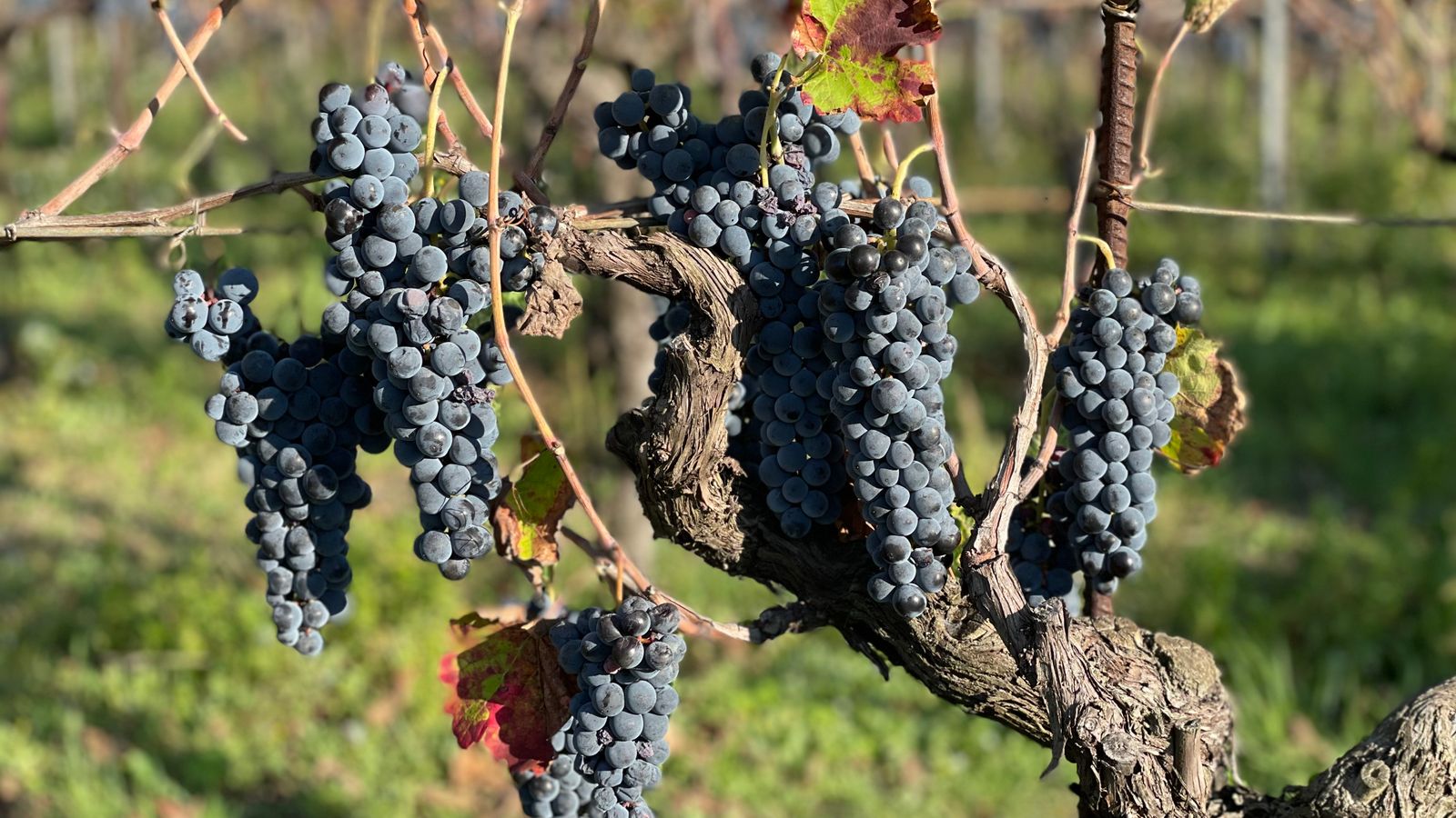 Sta. Rita Hills Pinot Loop