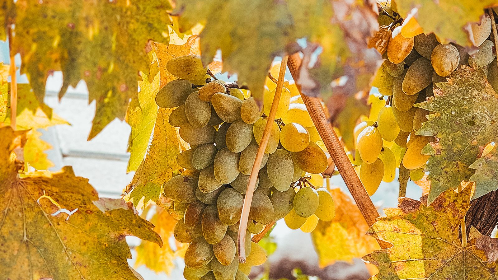 Zinfandel Heritage Road